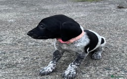 German Shorthaired Pointer dogs for sale: 3boys 3girls left ‼️Stunning Litter of GSP puppies - Image 18