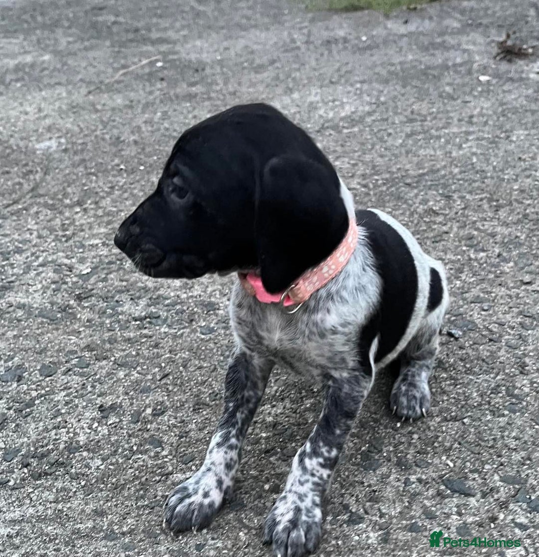 German Shorthaired Pointer dogs for sale: 3boys 3girls left ‼️Stunning Litter of GSP puppies - Image 18