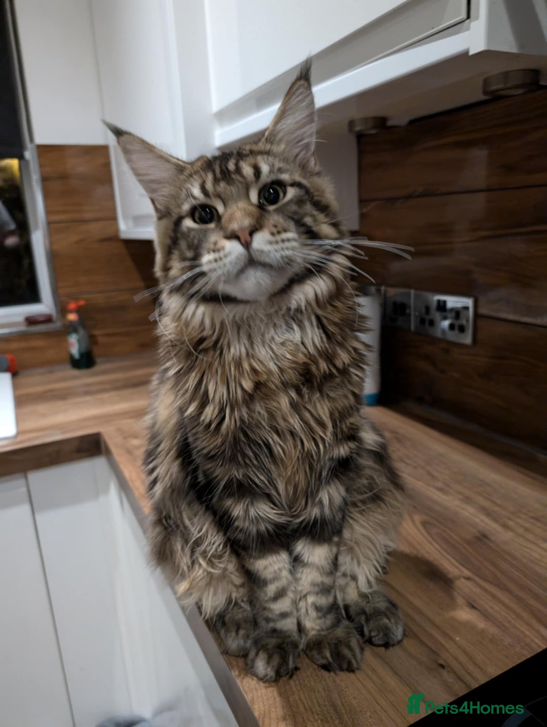 Maine Coon cats for sale: Active Maine Coon Tabby Boy Available  - Advert 3
