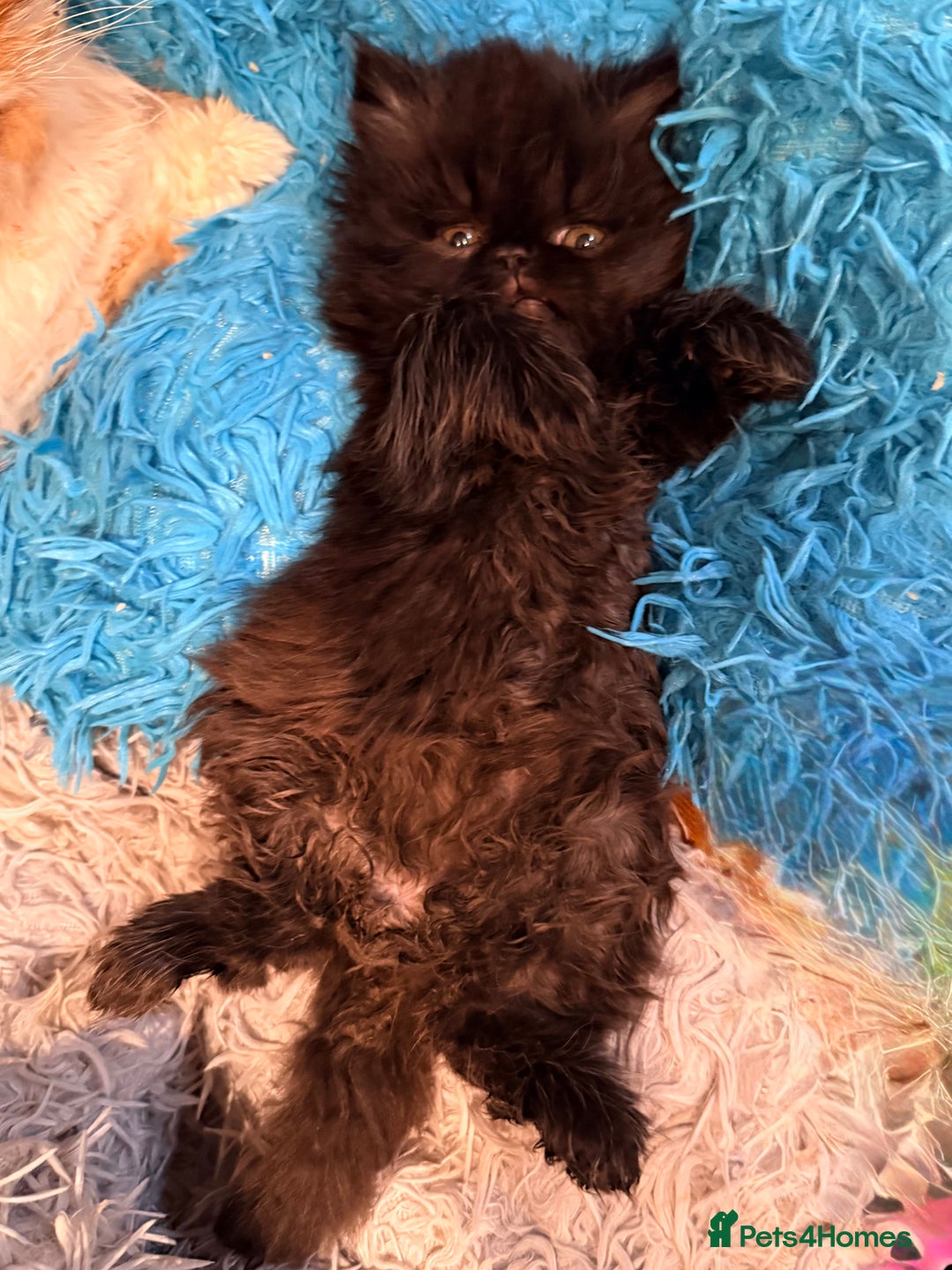 Persian cats for sale: Stunning GCCF reg Persians – Born Halloween 2025  - Advert 18