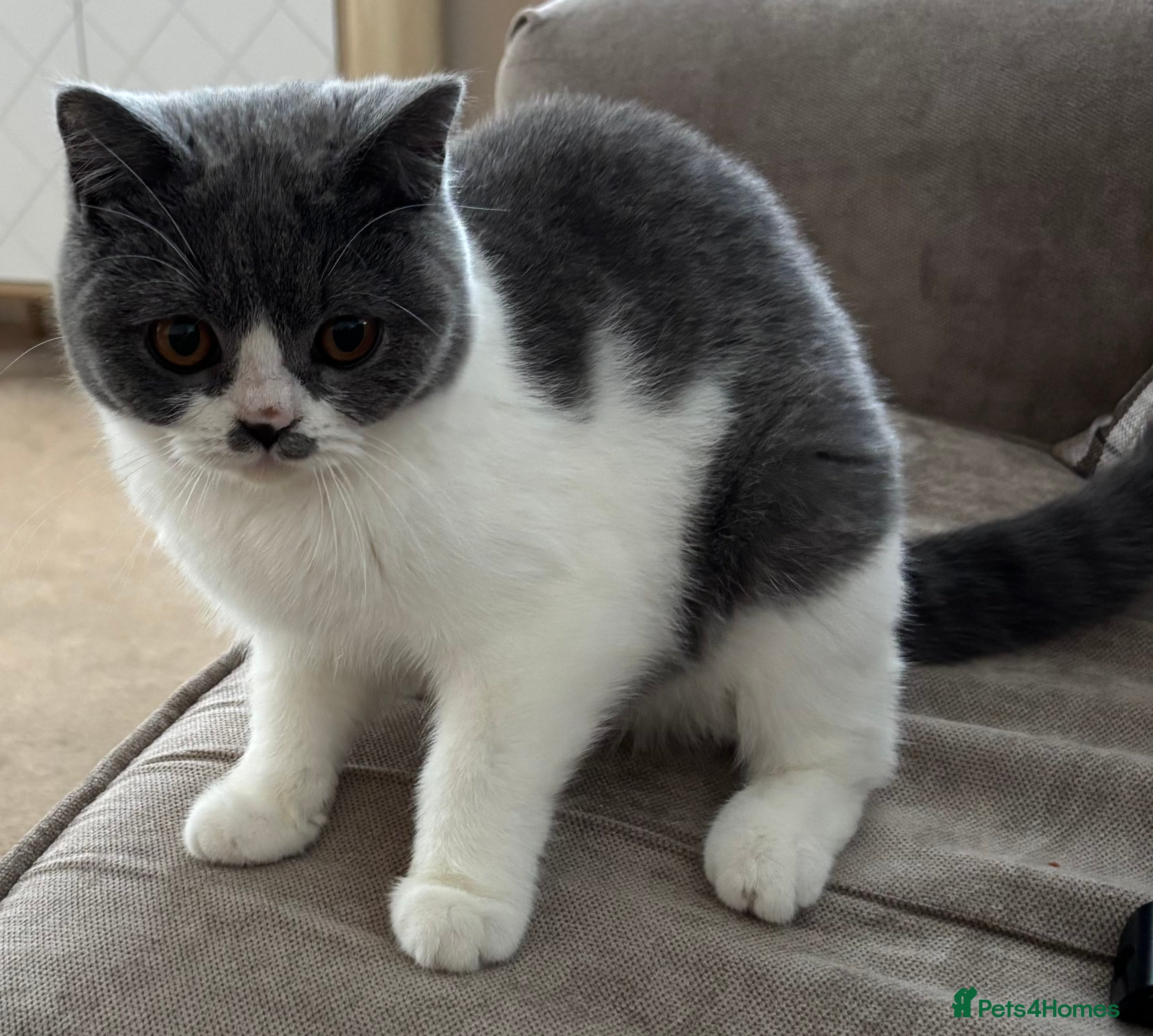British Shorthair cats Female British shorthair - Advert 1