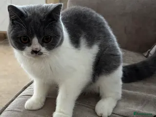 British Shorthair cats Female British shorthair - Advert 1