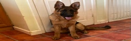 German Shepherd dogs for sale: Outstanding specimen German Shepherd  - Advert 18