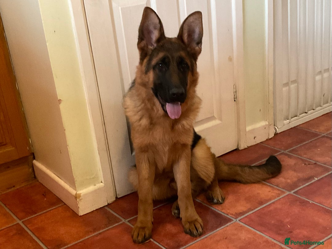 German Shepherd dogs for sale: Outstanding specimen German Shepherd  - Advert 18