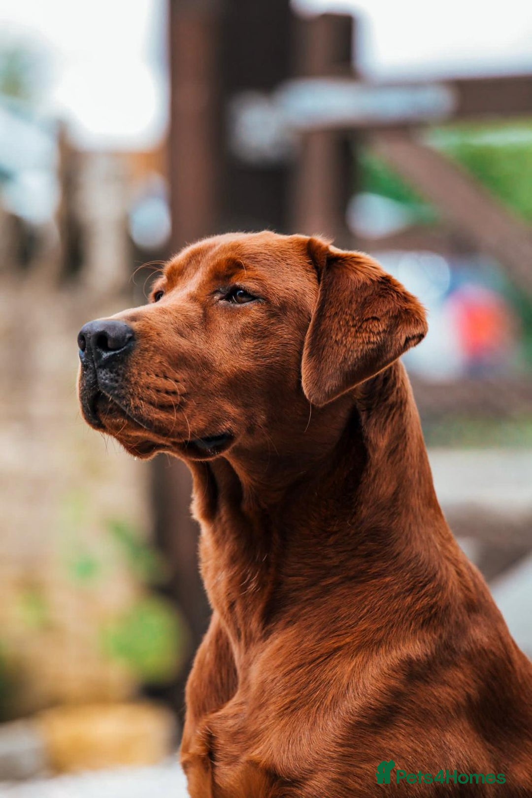 Labrador Retriever dogs for sale: WAITLIST CHAMPION KC BLACK & REDS - 5 STAR LICENSE - Image 8