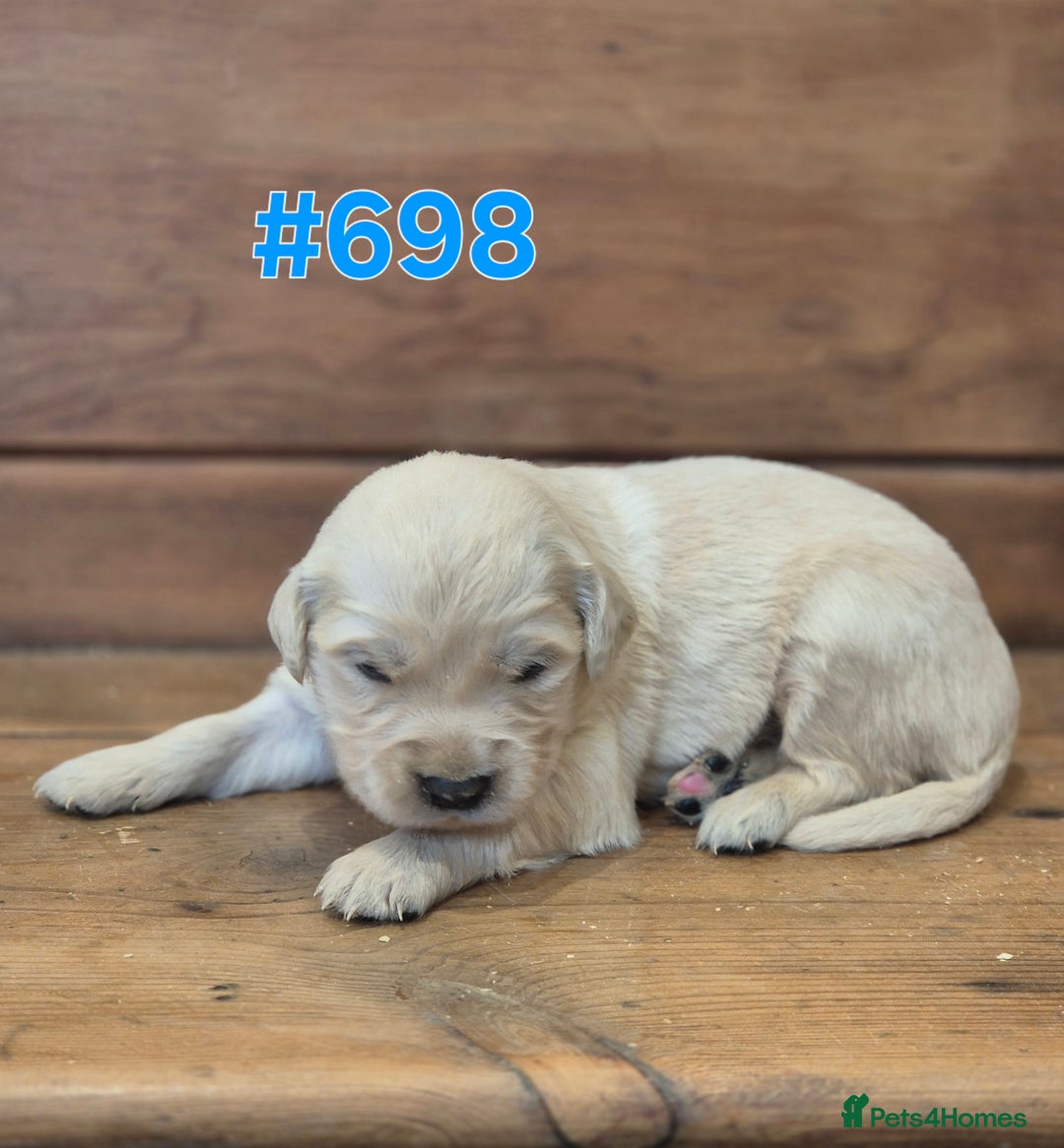 Golden Retriever dogs for sale: KC Registered Golden Retrievers - Advert 16