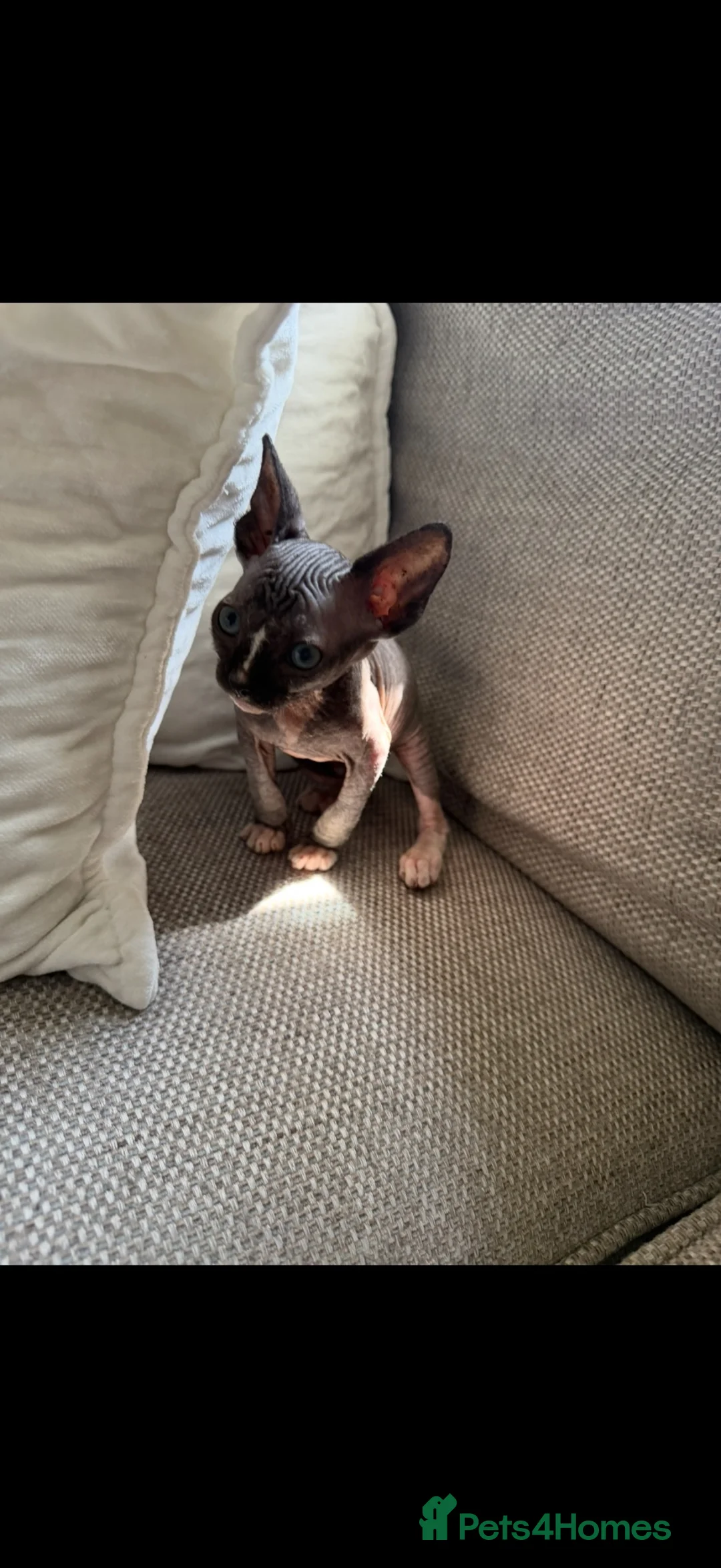 Sphynx cats for sale: Bicolour Sphynx cat black and white pink  in Bristol - Advert 1
