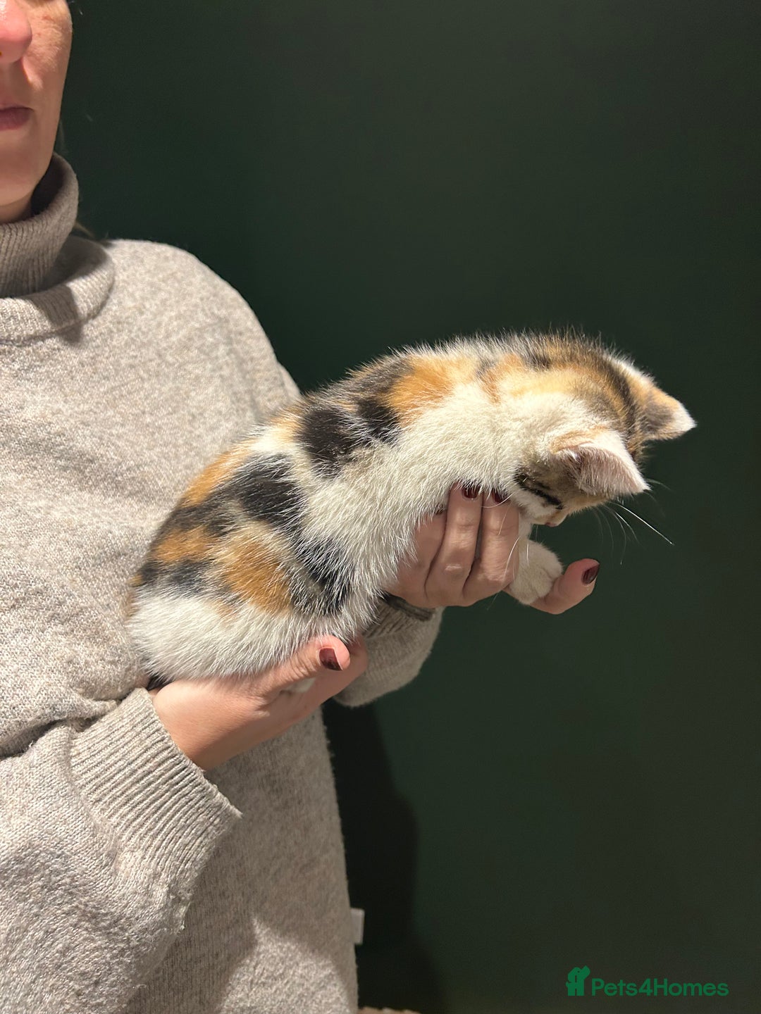 Mixed Breed cats for sale: Sweet Kittens for Sale – Friendly & Family-Raised - Advert 12