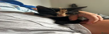 Domestic Shorthair 2