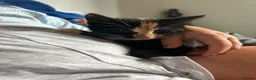 Domestic Shorthair cats for sale: Kitties to rehome with EVERYTHING INCLUDED  - Advert 7