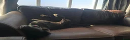 Mixed Breed dogs for adoption: Green for adoption in Hastings - Advert 9