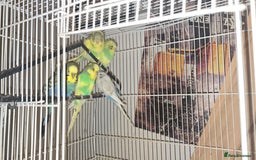 Budgerigars birds for sale: Babys budgies available  - Image 2
