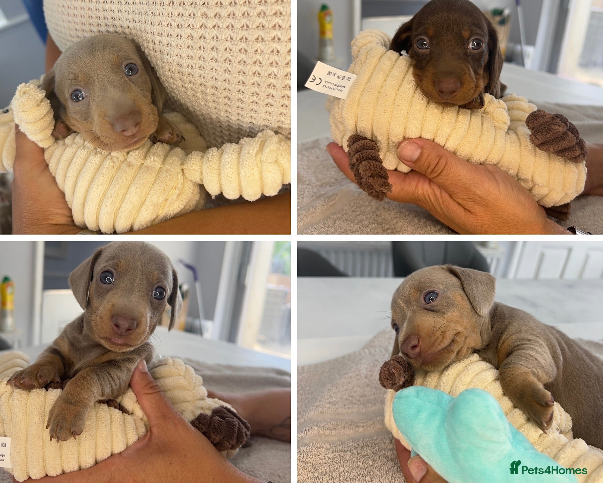 Miniature Dachshund dogs Miniature Dachshunds KC  - Advert 1