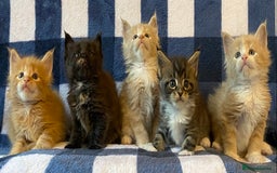 Maine Coon cats for sale: Beautiful Maine Coon Kitten - Champion Lines - Image 20