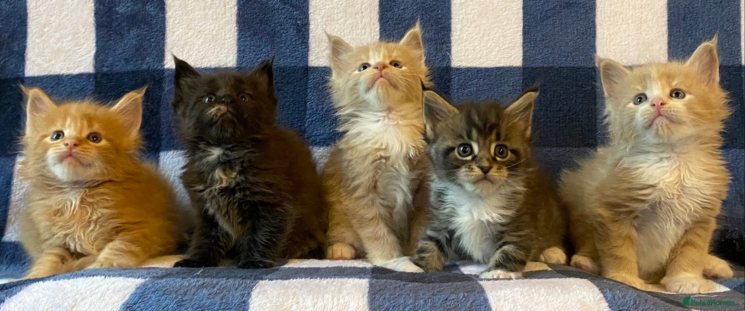 Maine Coon cats for sale: Beautiful Maine Coon Kitten - Champion Lines - Image 20