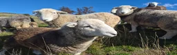 Sheep livestock for sale: Herd of Beautiful Herdwick Sheep - Advert 7