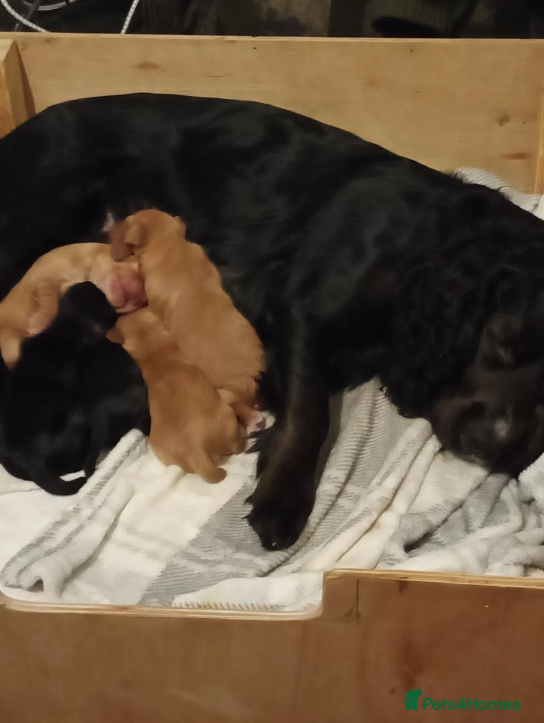 Cocker Spaniel dogs for sale: Stunning working Cocker Spaniel puppies for sale  - Advert 5