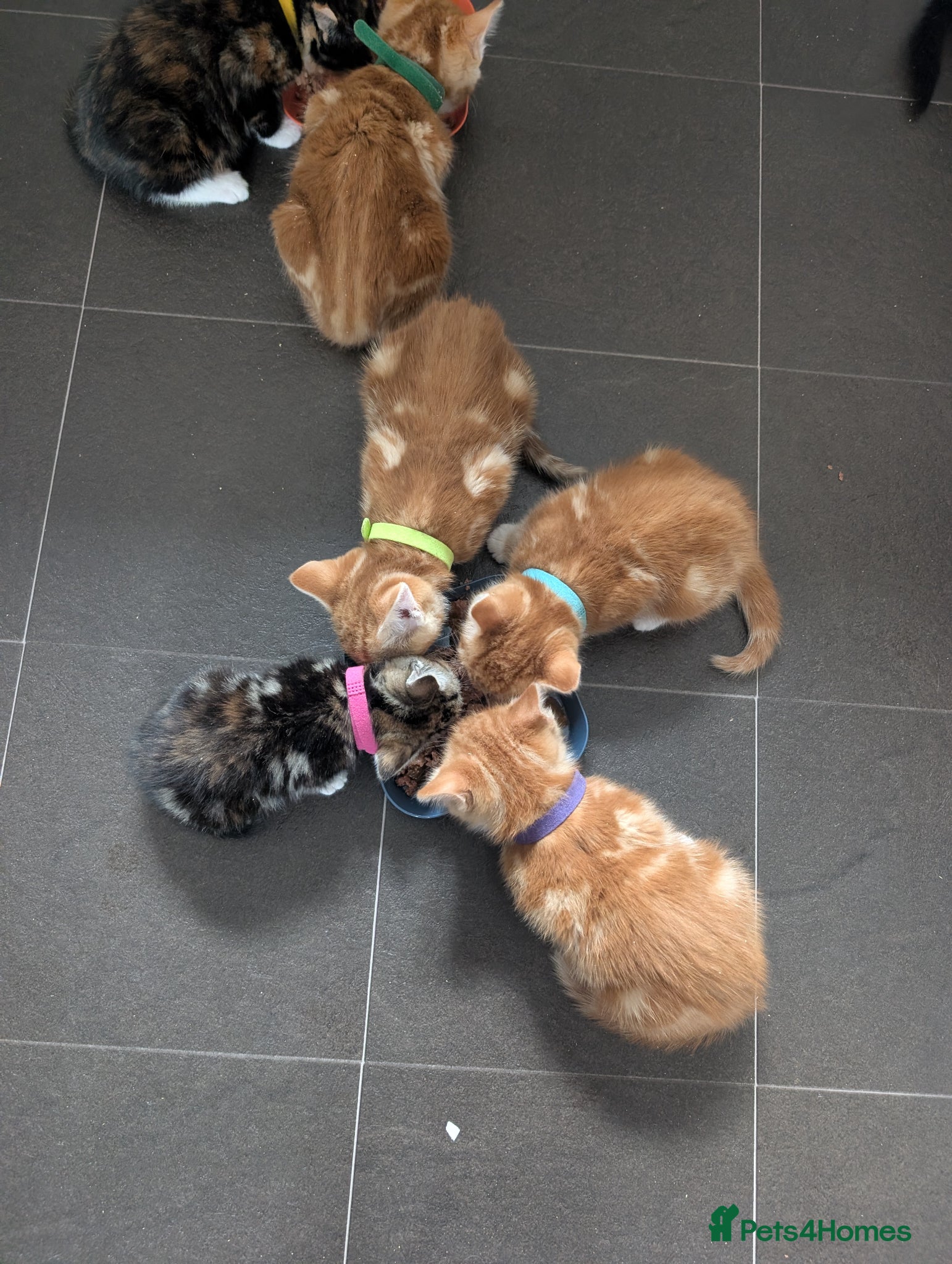 Domestic Shorthair cats Kittens - Advert 13