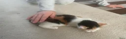 Mixed Breed cats for sale: 4 Beautiful fluffy kittens - Advert 19