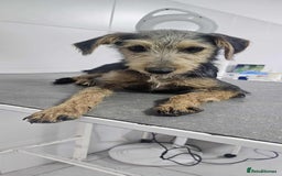 Mixed Breed dogs for adoption: Lena!  - Image 2