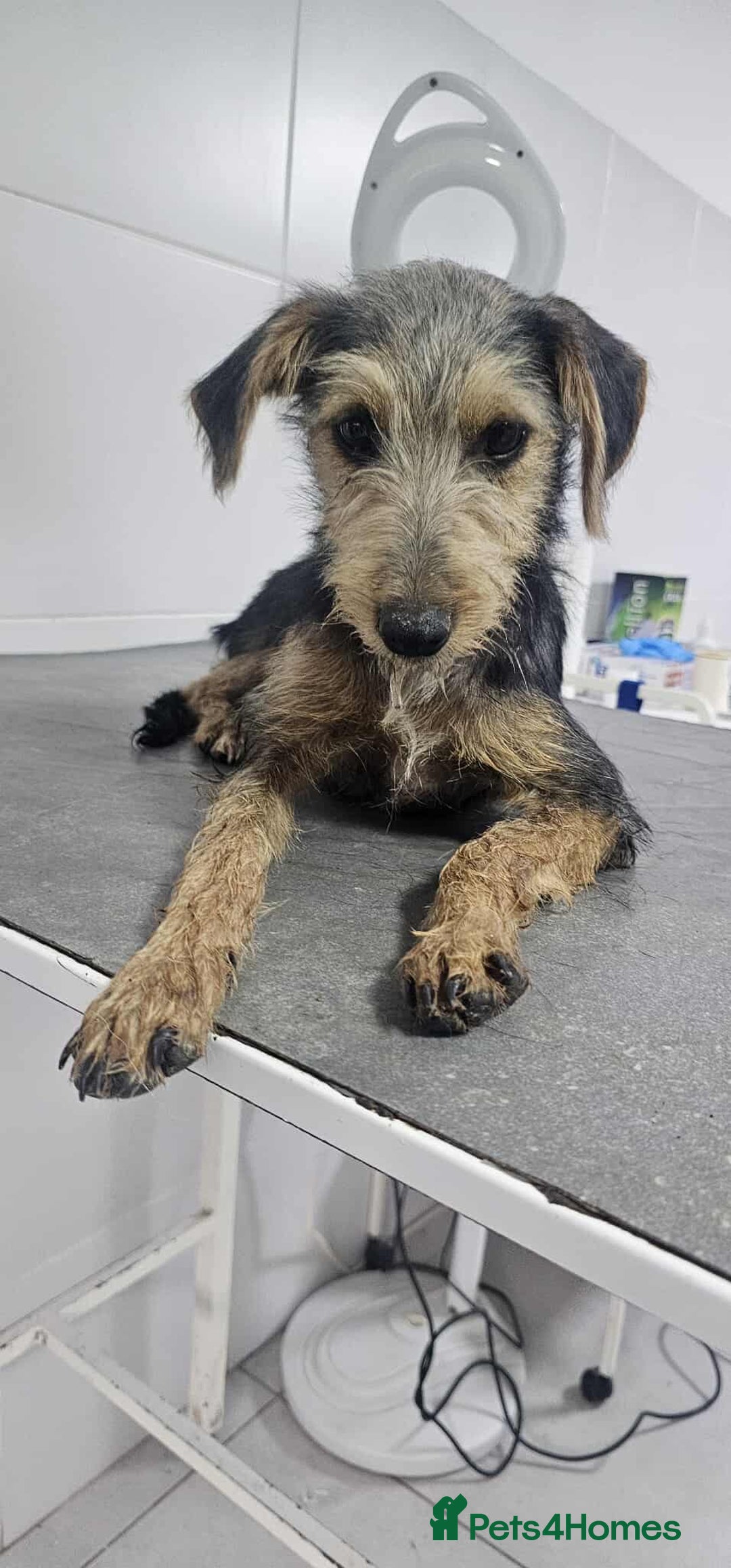 Mixed Breed dogs for adoption: Lena!  - Image 2