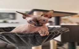 Sphynx cats for sale: Spayed Sphynx girl with blue eyes  - Image 4