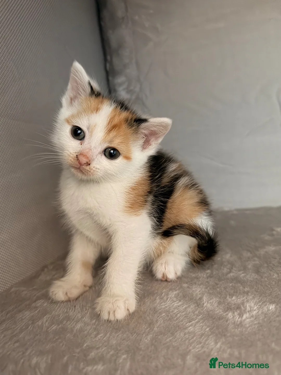 Mixed Breed cats for sale: 4 beautiful kittens  in Droitwich - Advert 14