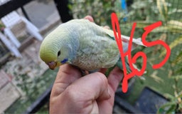 Budgerigars birds for sale: 3x baby budgie reseve only til 13th oct. From £45 - Image 16