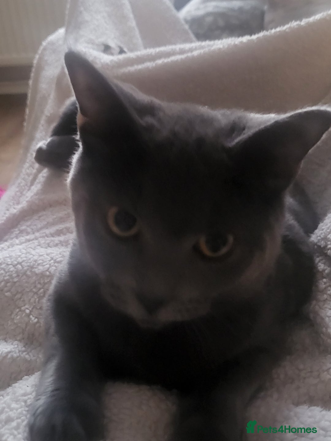 Russian Blue cats for sale: Mixed Russian blue kittens - Advert 3