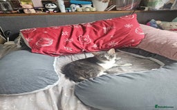 Domestic Shorthair cats for sale: 3 cats 1 female 2 males - Image 4