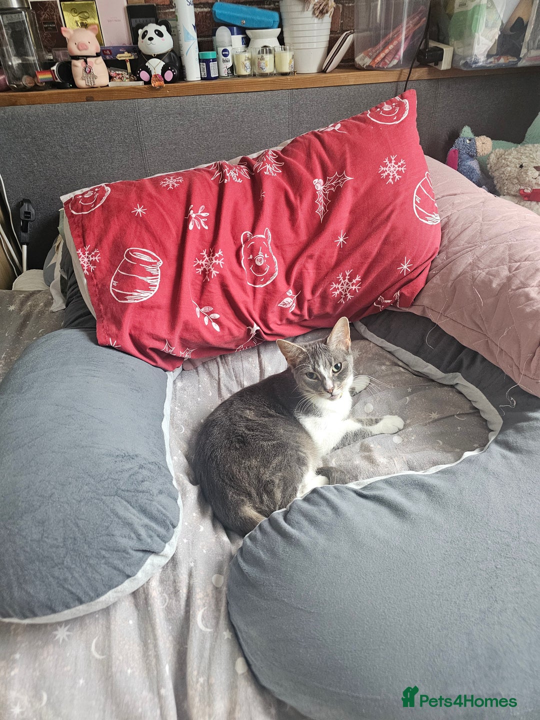 Domestic Shorthair cats for sale: 3 cats 1 female 2 males - Image 4