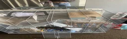 Rat rodents for sale: 2 femail rats for sale with cage in Redditch - Advert 3