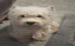 West Highland Terrier dogs for sale: Outstanding KC show line puppies  - Image 7