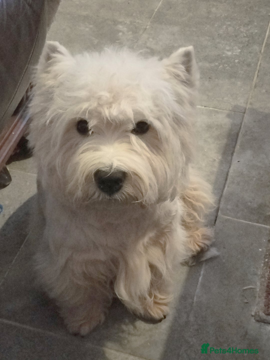 West Highland Terrier dogs for sale: Outstanding KC show line puppies  - Image 7