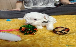 Maltipoo dogs for sale: F2 Mini Maltipoo,Toy size 4 boys - Image 27