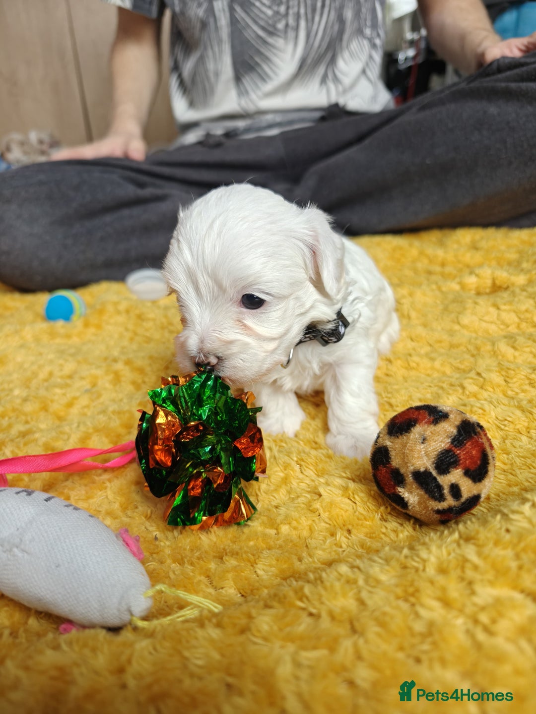 Maltipoo dogs for sale: F2 Mini Maltipoo,Toy size 4 boys - Image 27