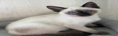 Siamese 12
