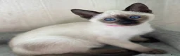 Siamese cats for sale: GCCF Registered Traditional Siamese Kittens  - Advert 31