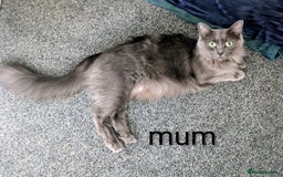 Ragdoll cats for sale: 5 beautiful kittens Ragdoll X Turkish  - Image 13