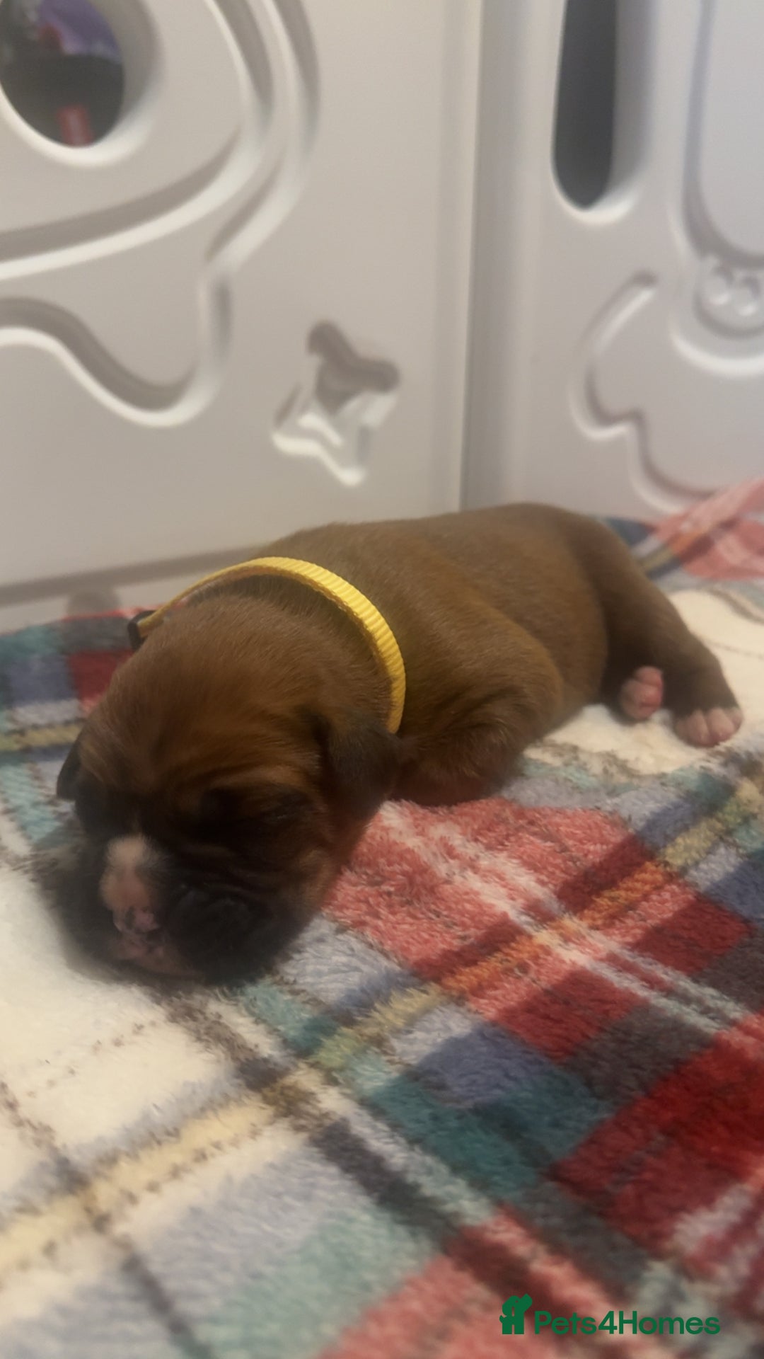 Boxer dogs for sale: Beautiful litter of 6 Pedigree Boxer Puppies  - Advert 11