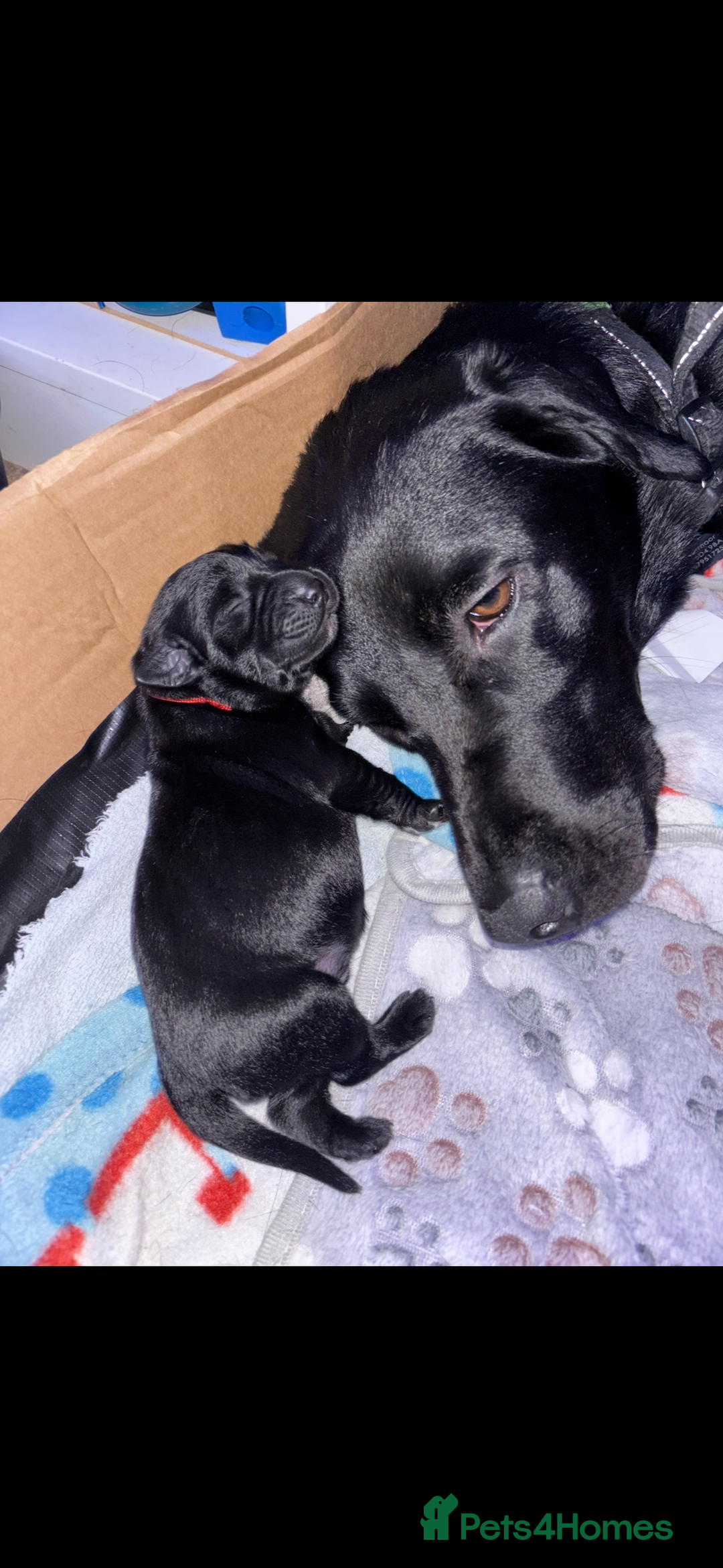 Goldador dogs for sale: Stunning Black Lab/Golden Retriever Puppies - Advert 7
