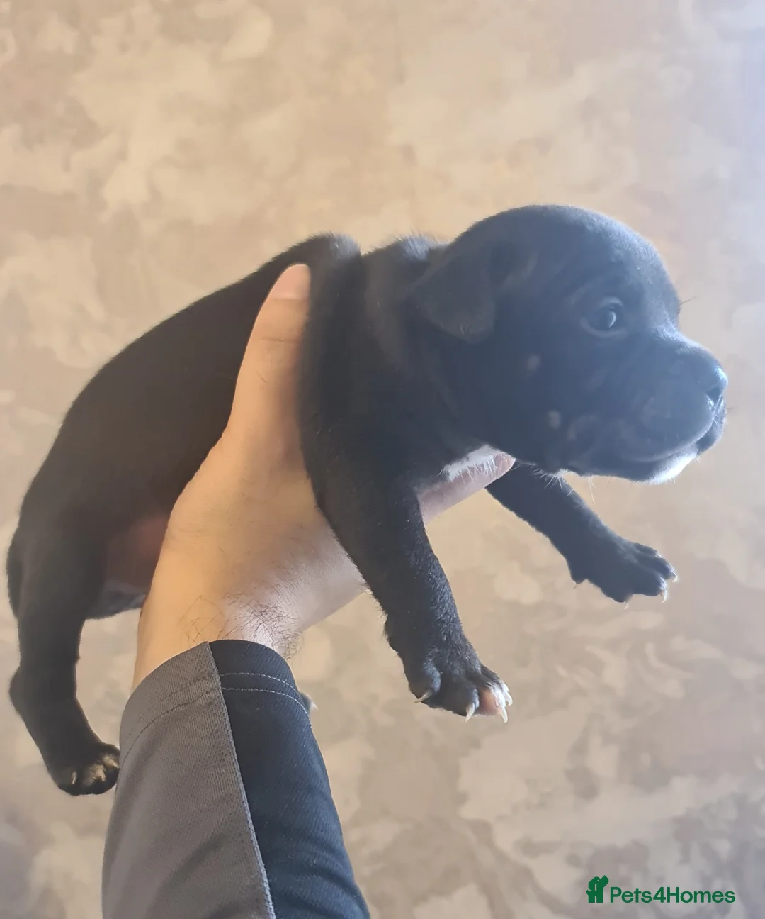 Staffordshire Bull Terrier dogs for sale: Adorable Black and blue kc staffy puppys  - Advert 21