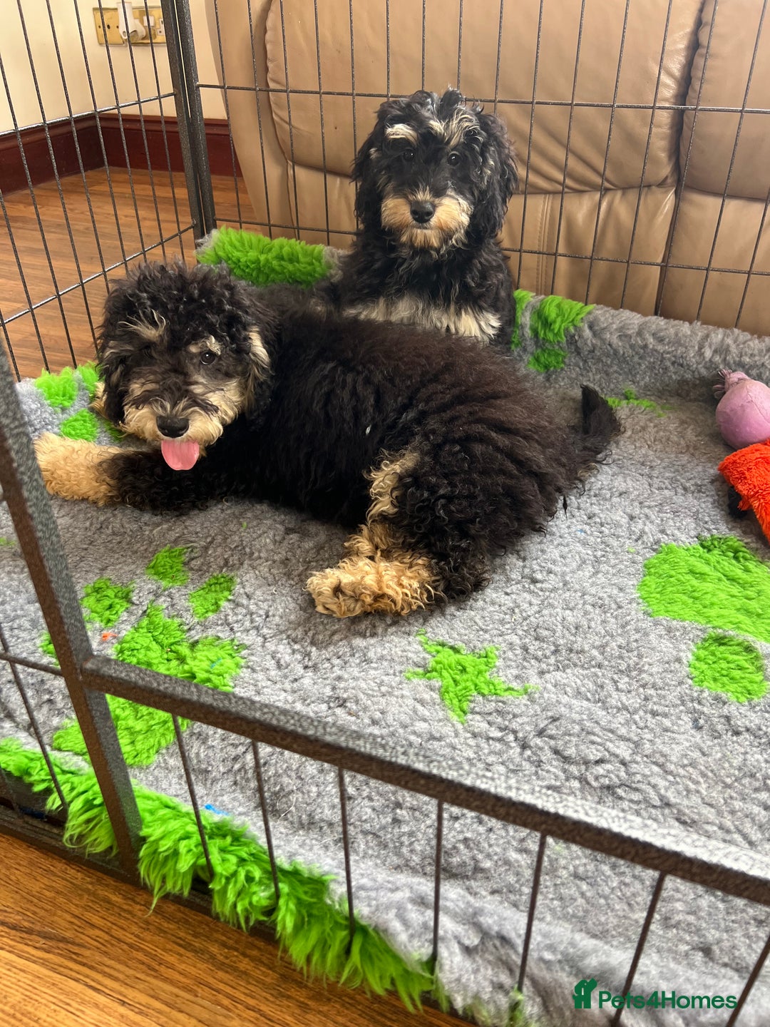 Cockapoo dogs for sale: F1b Cockapoo puppies  - Image 10
