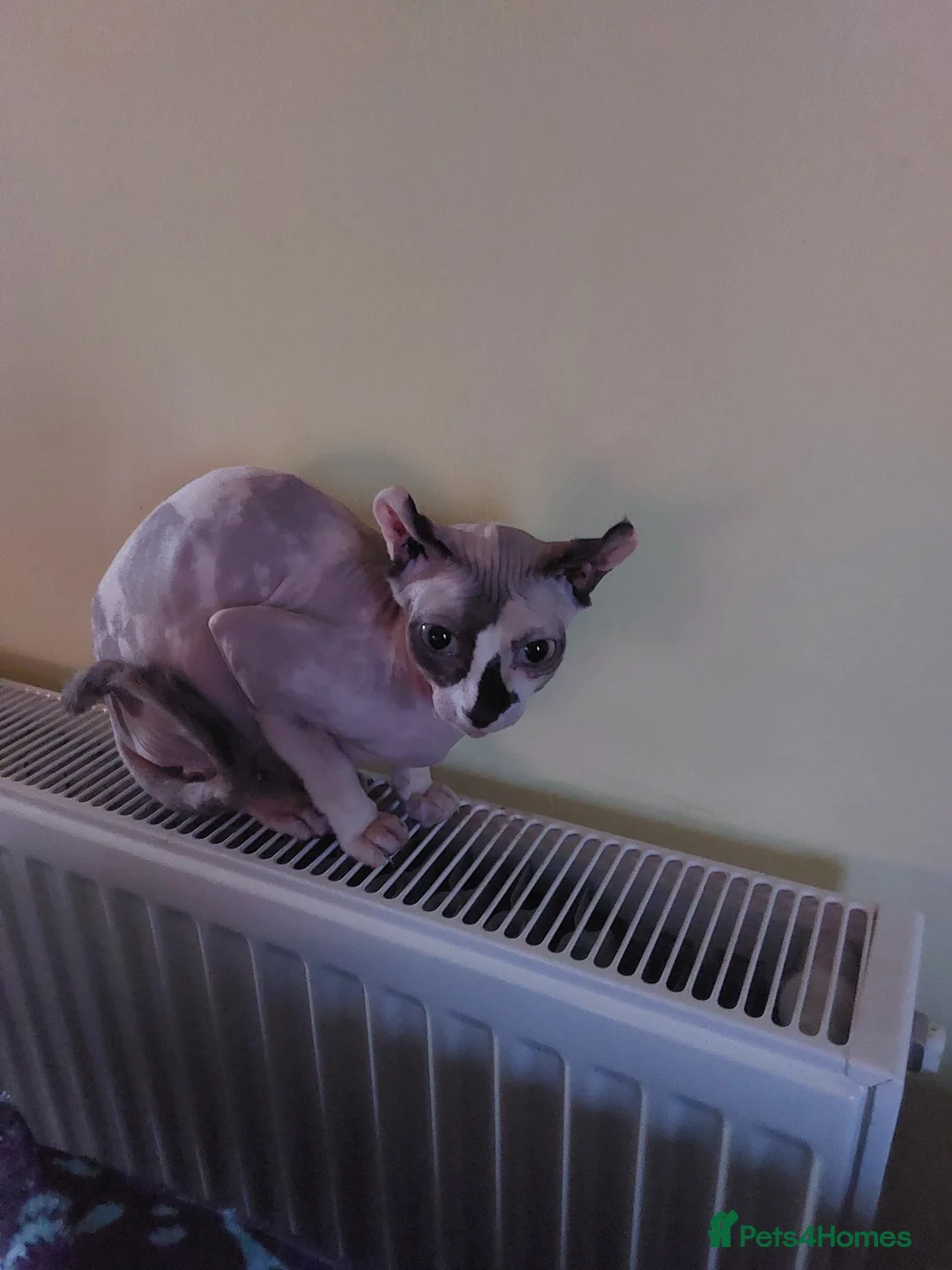 Sphynx cats for sale: Female sphynx  - Advert 1