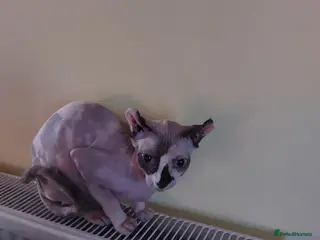 Sphynx cats Female sphynx - Advert 3