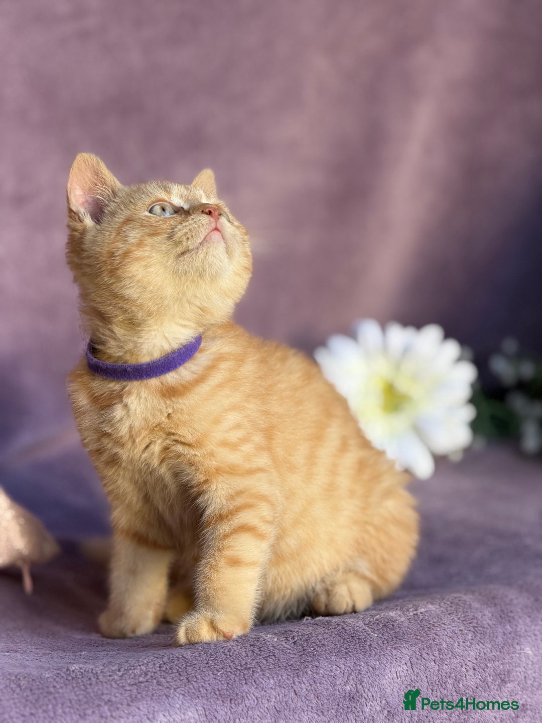 British Shorthair cats for sale: BSH adorable red tabby/ chocolate/ bicolour  - Image 5