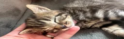 Siberian cats for sale: X4 fluffy Siberian x tabby kittens  in Romford - Advert 14