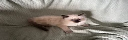 Ragdoll cats for sale: Beautiful pure ragdolls  - Advert 11