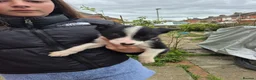 Welsh Collie dogs for sale: 8 collie puppys  - Advert 2