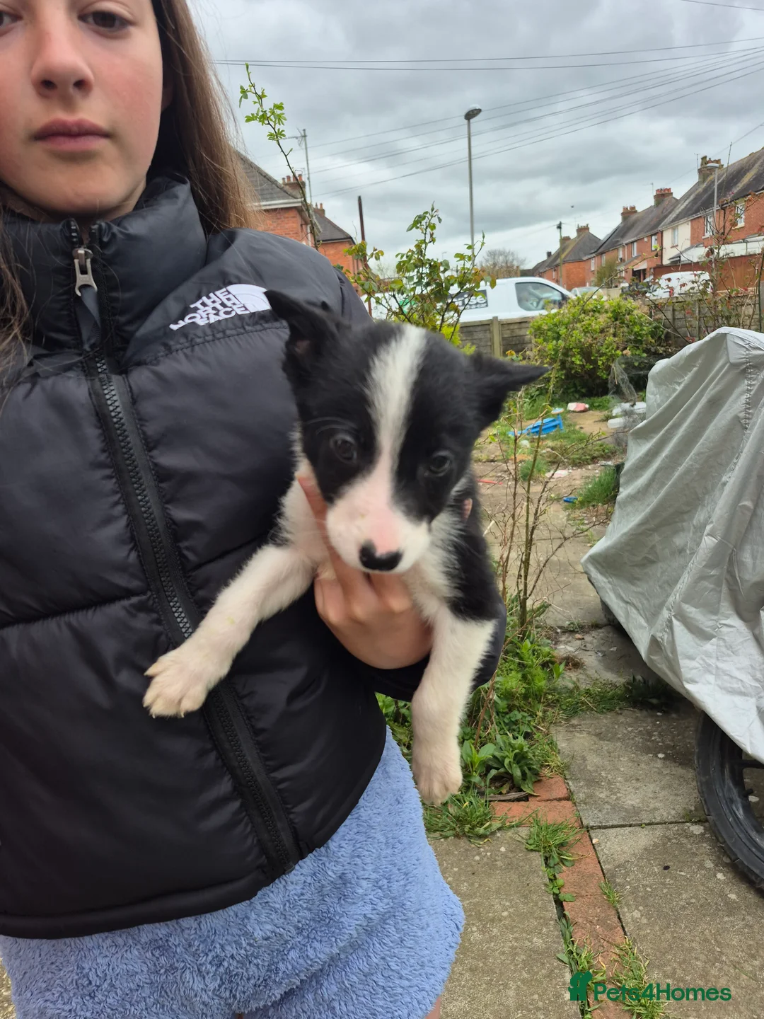 Welsh Collie dogs for sale: 8 collie puppys  - Advert 2